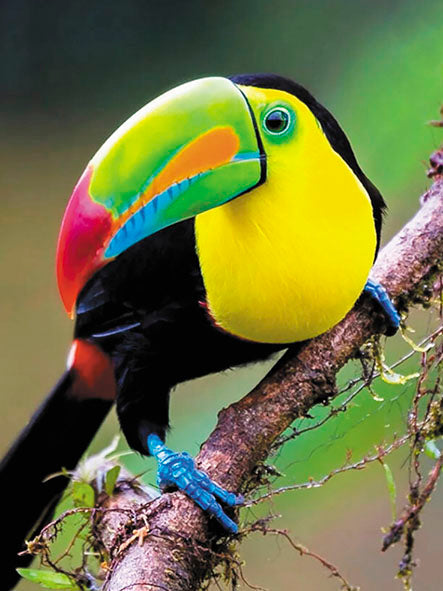 Diamond painting - LE129e - Rainbow toucan Image 1