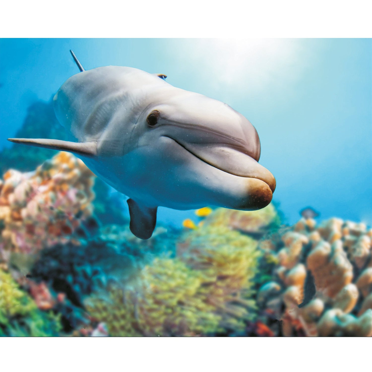 Diamond painting - LG222e - Smiling Dolphin Image 1