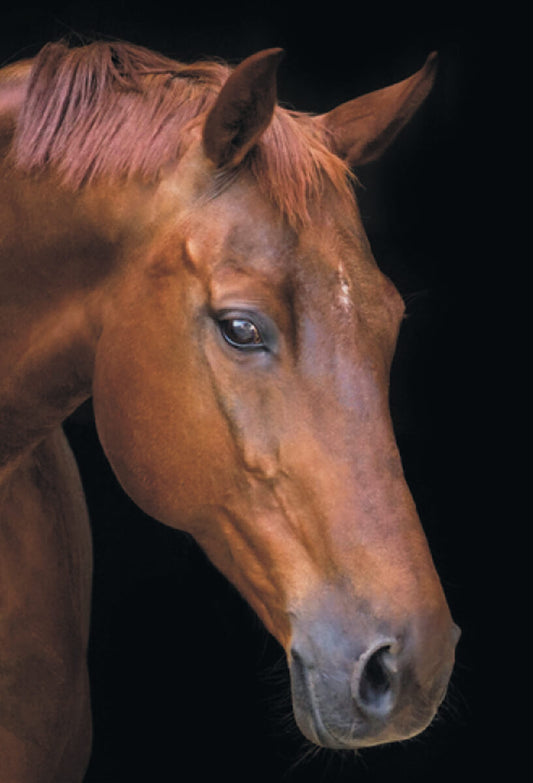 Diamond painting - LG199e - Horse in Silence Image 1